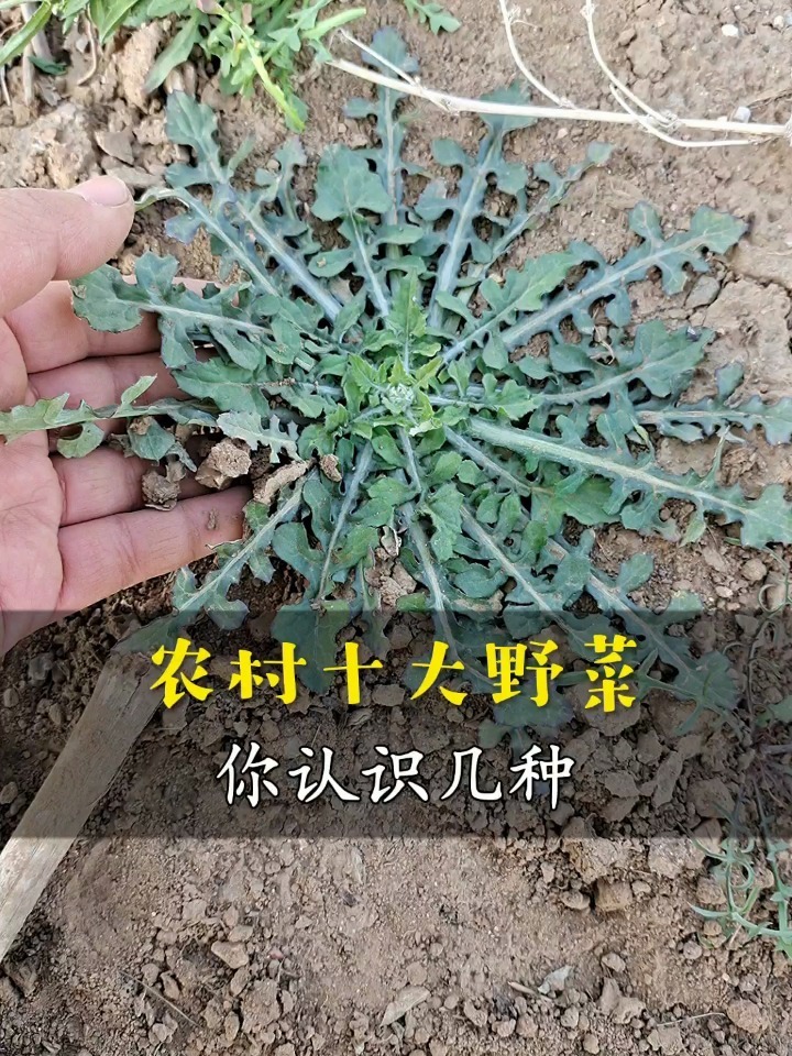 农村十大野菜你认识几种?