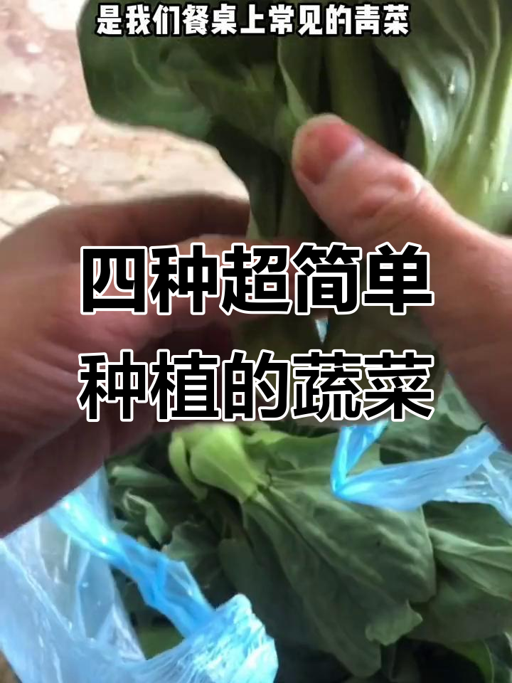 超市买这些蔬菜，轻松种出美味！小白菜、西芹都能快速收获