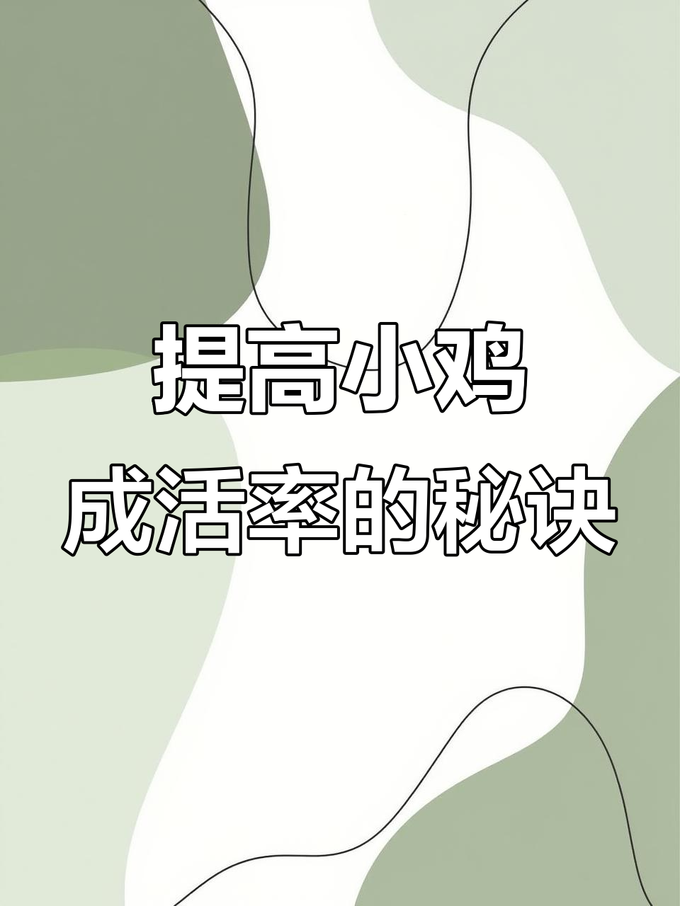 小鸡出壳后这样喂,成活率翻倍!