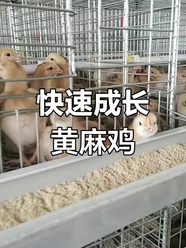 黄麻肉公鸡,生长迅速、抗逆性强,养殖首选