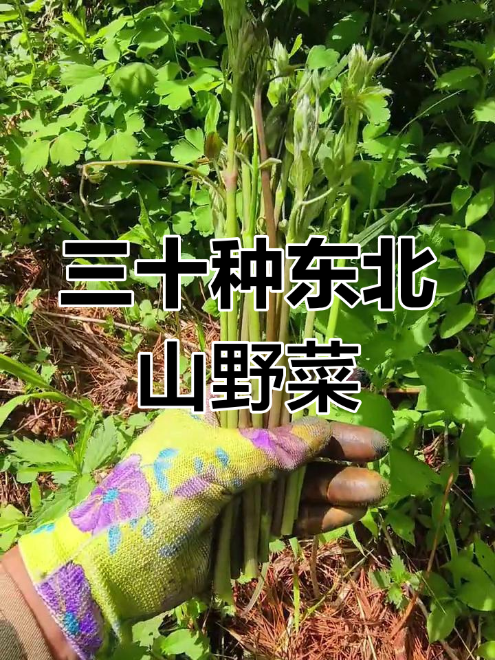 东北常见山野菜大盘点,你吃过几种?