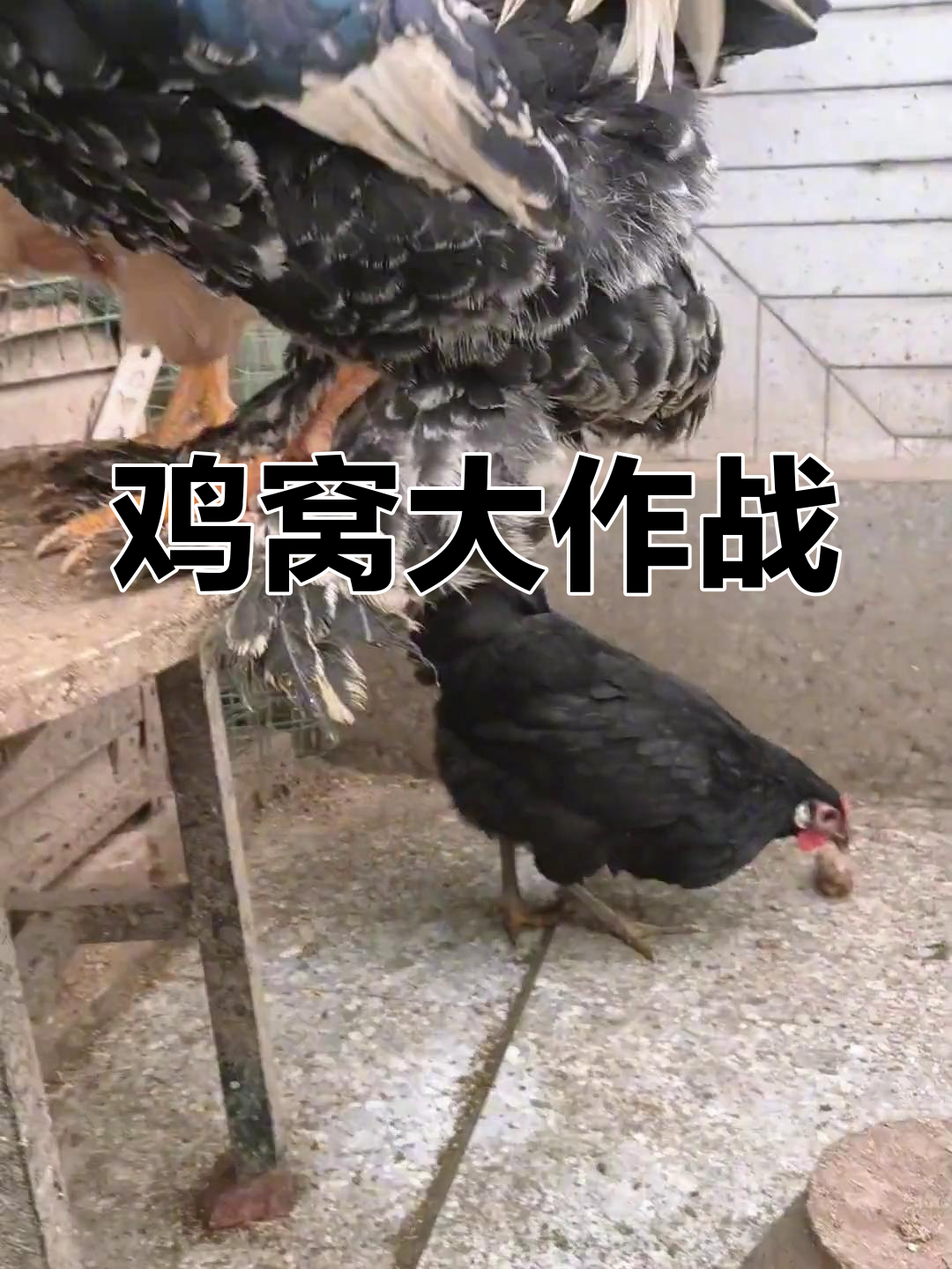 楼顶鸡窝热闹非凡,三只母鸡孵蛋,小鸡即将破壳!