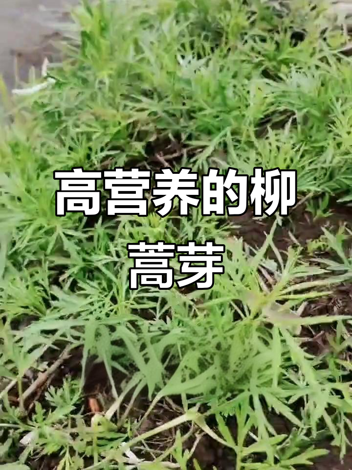 柳蒿芽:营养价值高,山野菜中的珍品
