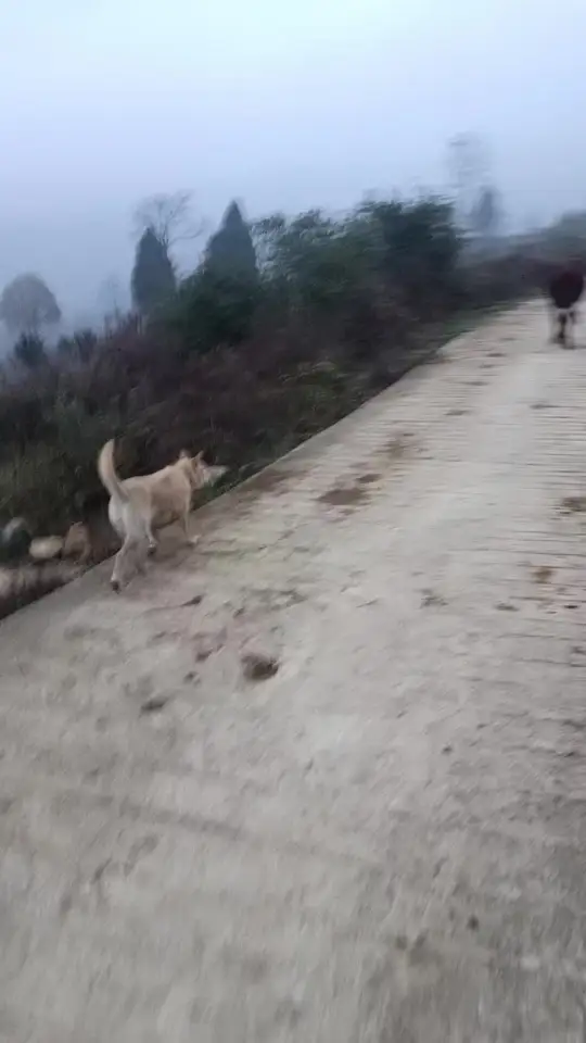 正宗贵州小黄牛,土黄牛美味谁能拒绝?