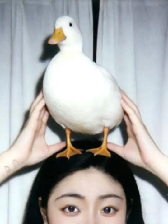 人！今天我是一只五岁小鸭啦~ #柯尔鸭绝味萌宠出道计划五岁破壳日