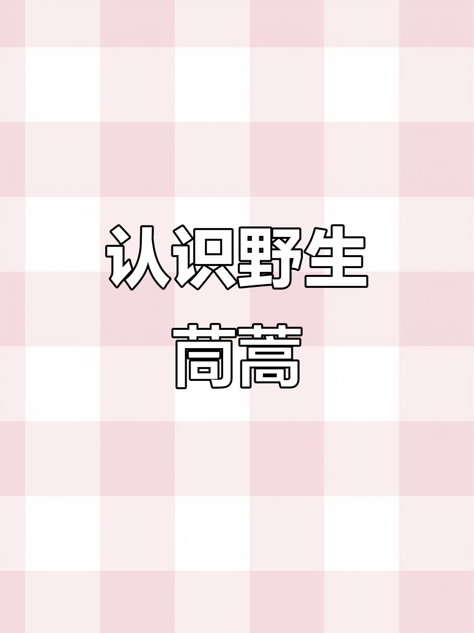 野茼蒿:一种常见的草本植物,你了解它的药用价值吗?