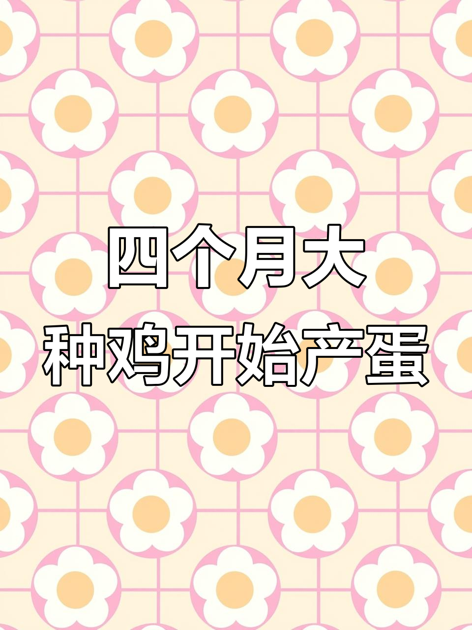 青脚麻鸡四个月下蛋,生长迅速