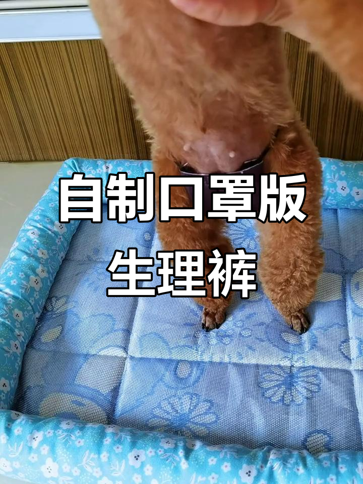 口罩变生理裤,简单又实用,狗狗不再弄脏沙发