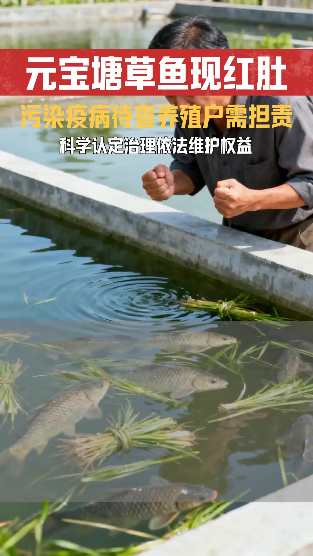 元宝塘草鱼及小鱼苗红肚子事件 治理措施与现象成因如何科学认定