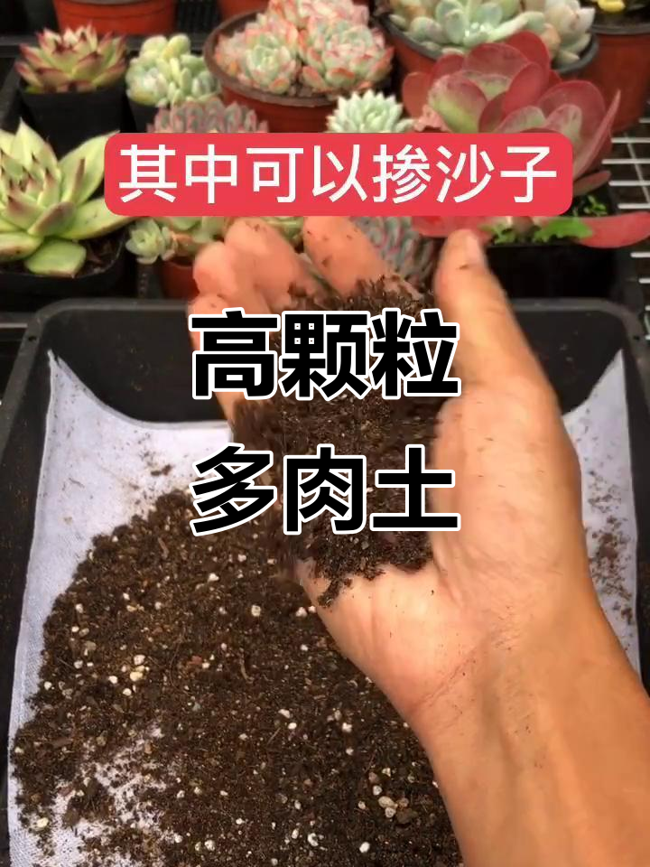 多肉土调配技巧:高颗粒控养,全颗粒也能轻松搞定