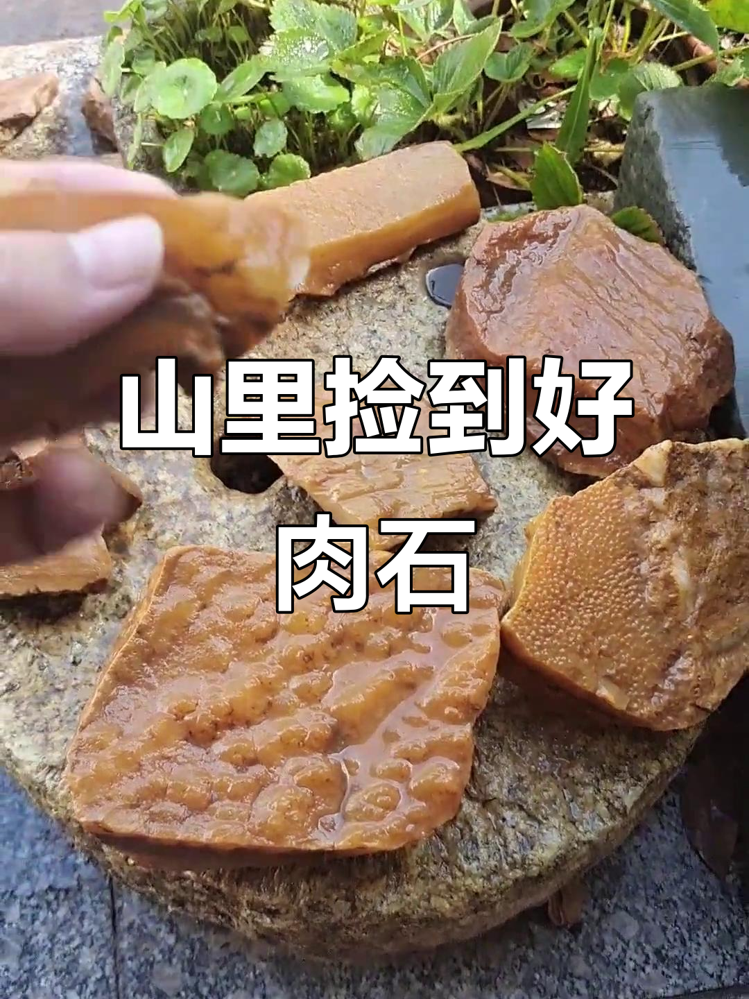 山里捡石头,收获满满!这块猪肉石太美了