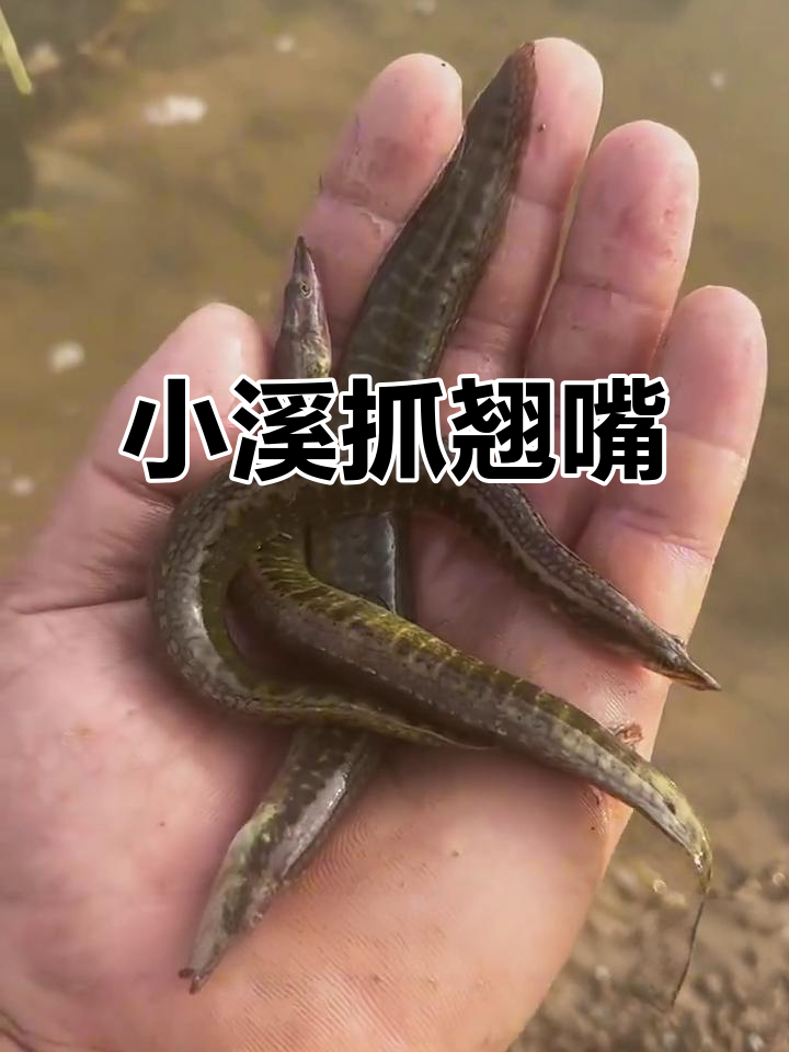野外捕鱼捉虾，小龟口粮大丰收！