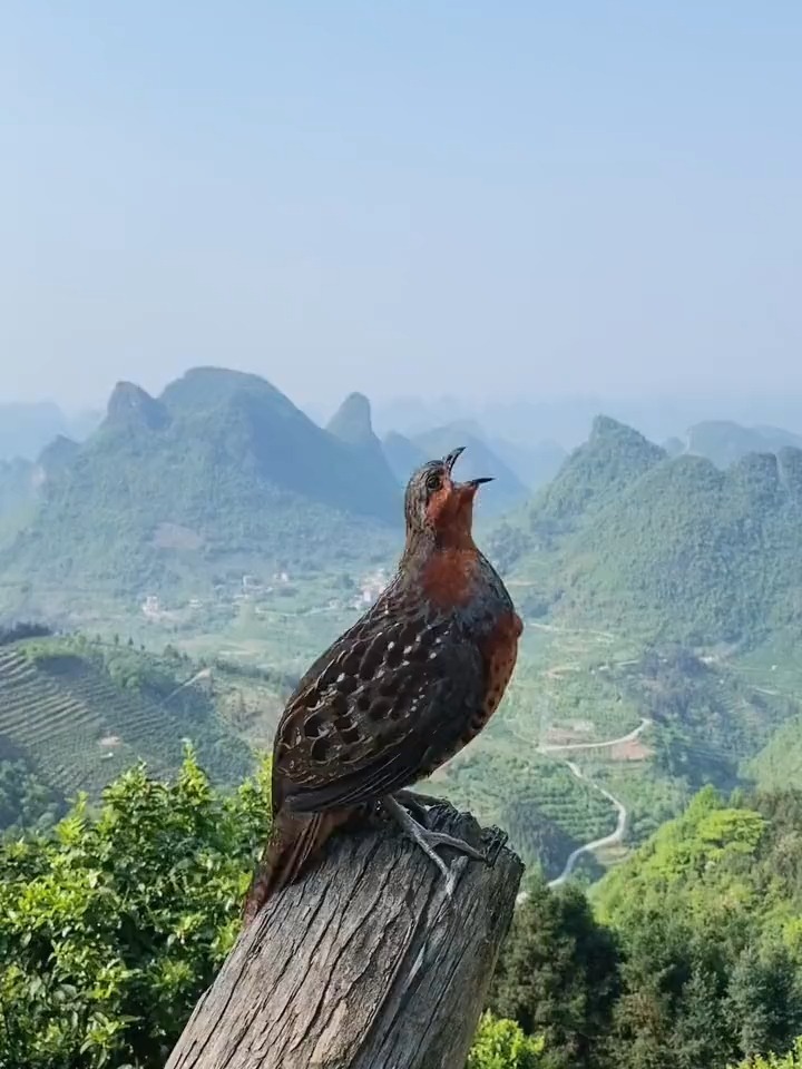 南方的同学们应该很熟悉灰胸竹鸡的叫声吧?