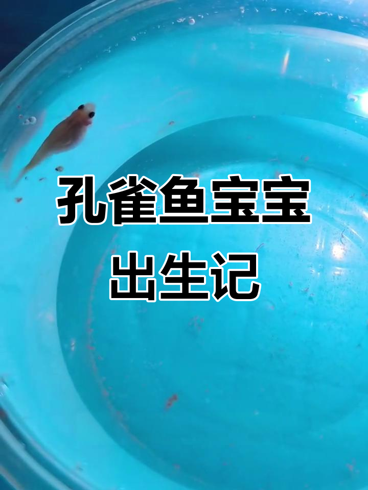 母鱼辛苦产崽,吸管捞小鱼超萌瞬间