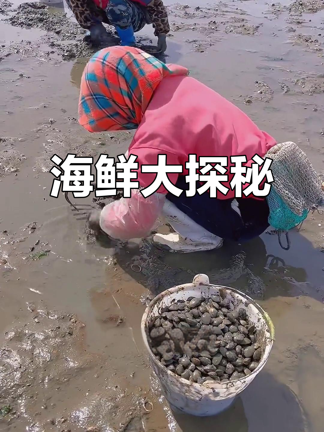 大连赶海宝地,蚬子、虾与八爪鱼随处可见!