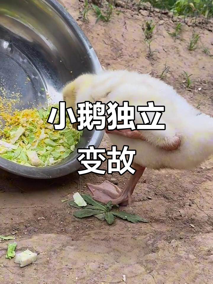 小鹅脚部烫伤，竟是痛风？急寻治疗方法