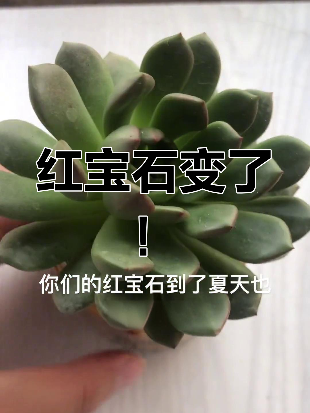 这颗红宝石竟然变样了?多肉叶插新奇体验