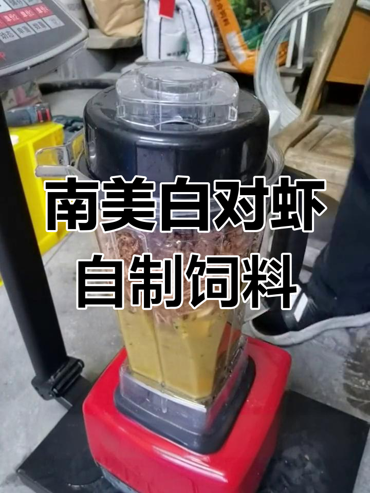 自制南美白对虾饲料改良版,降低成本更安全