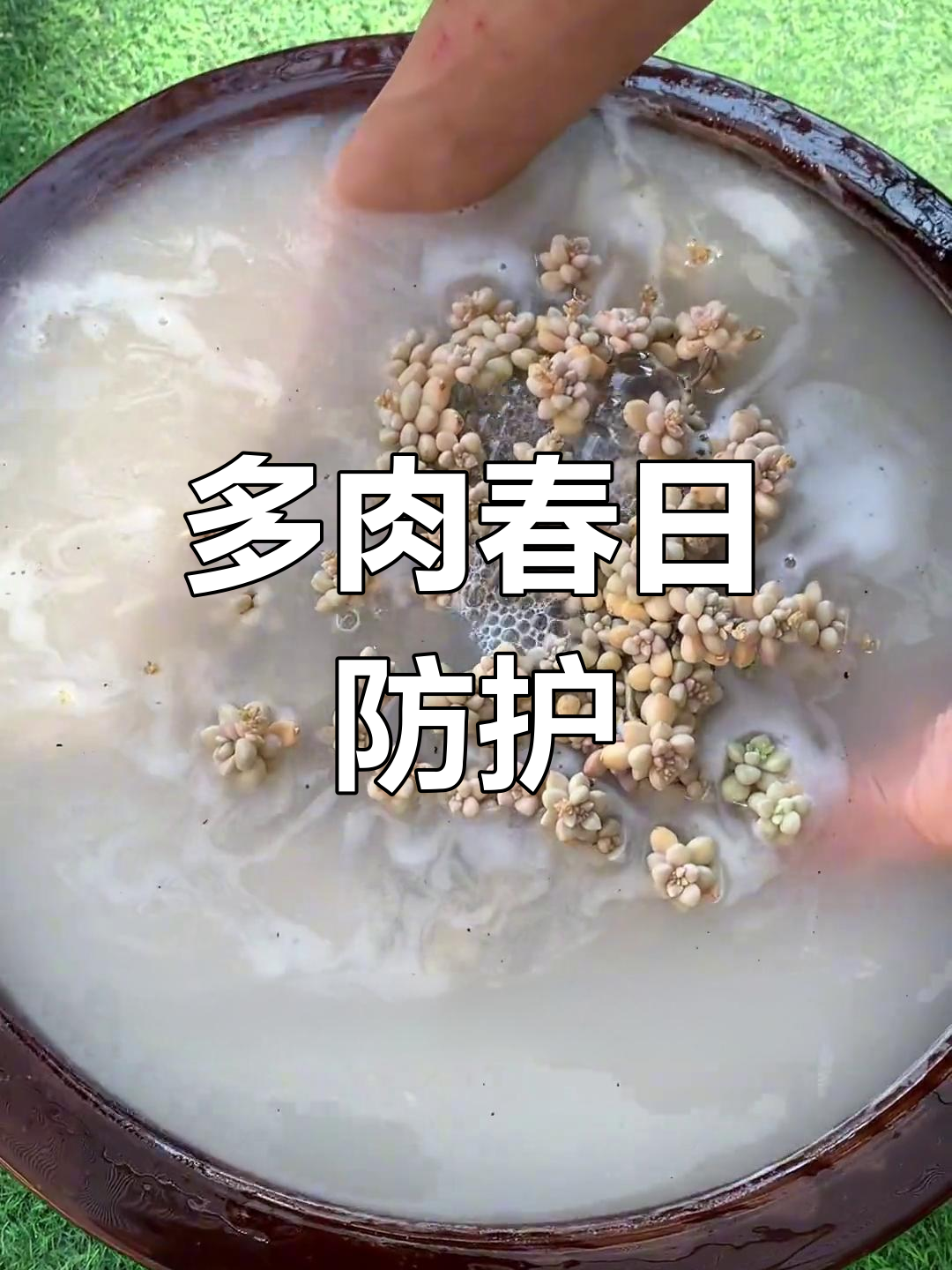 春季为多肉喷洒杀菌剂,预防病虫害,确保健康生长