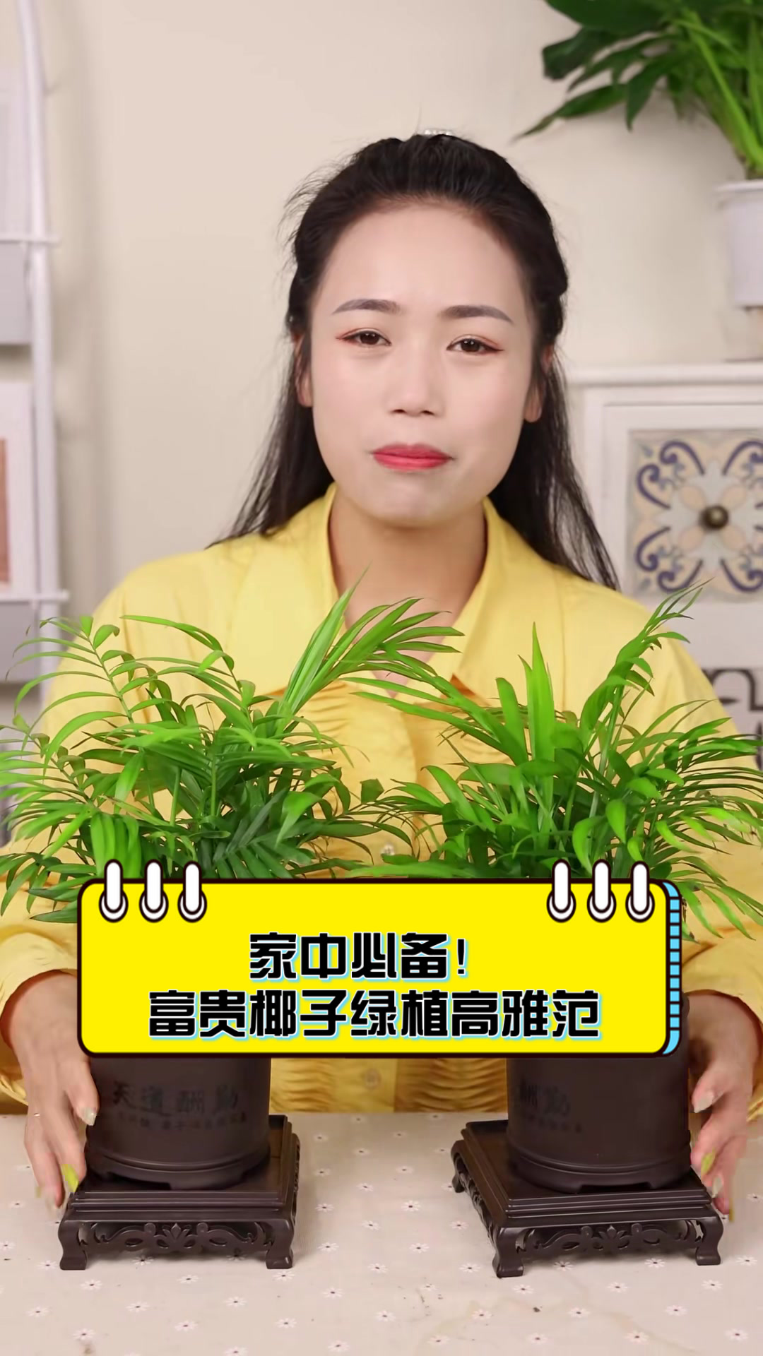家中必备!富贵椰子绿植高雅范