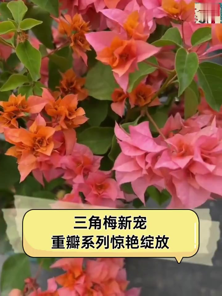 三角梅新宠,重瓣系列惊艳绽放