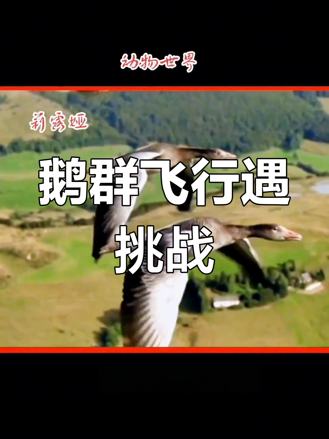 大鹅家庭穿越法国,小妹调皮脱离队伍