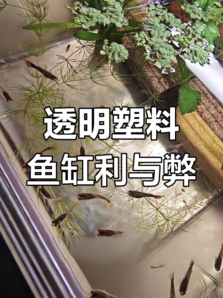 塑料鱼缸优缺点分析