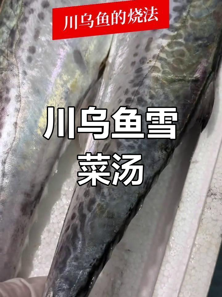 象山港川乌鱼雪菜汤,鲜美无比的独特美味