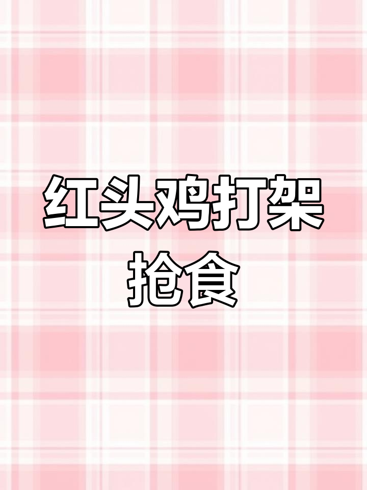 红头鸡抢鸭食大打出手,激烈争斗现场实录