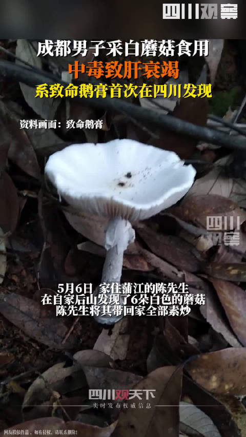 「要当心!男子采6朵白色蘑菇食用险丧命」近日,成都一男子在自家后山发现6朵白色蘑菇,将其全