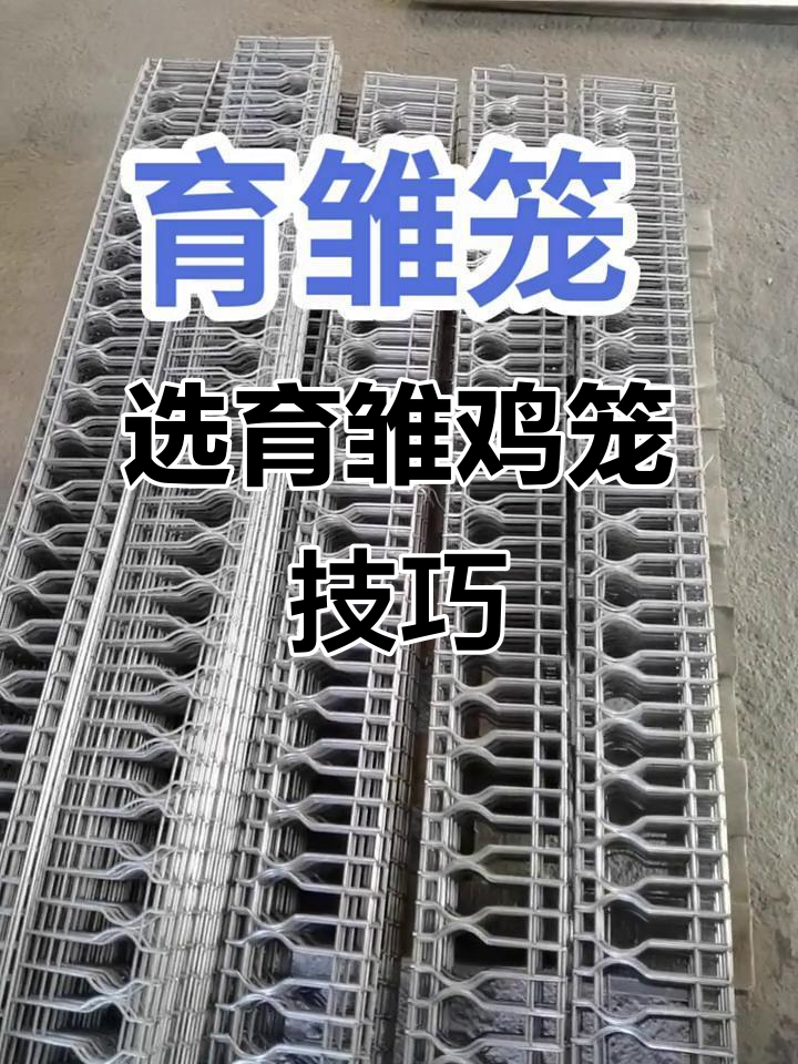 育雏鸡笼选购指南,如何挑选适合的饲养设备