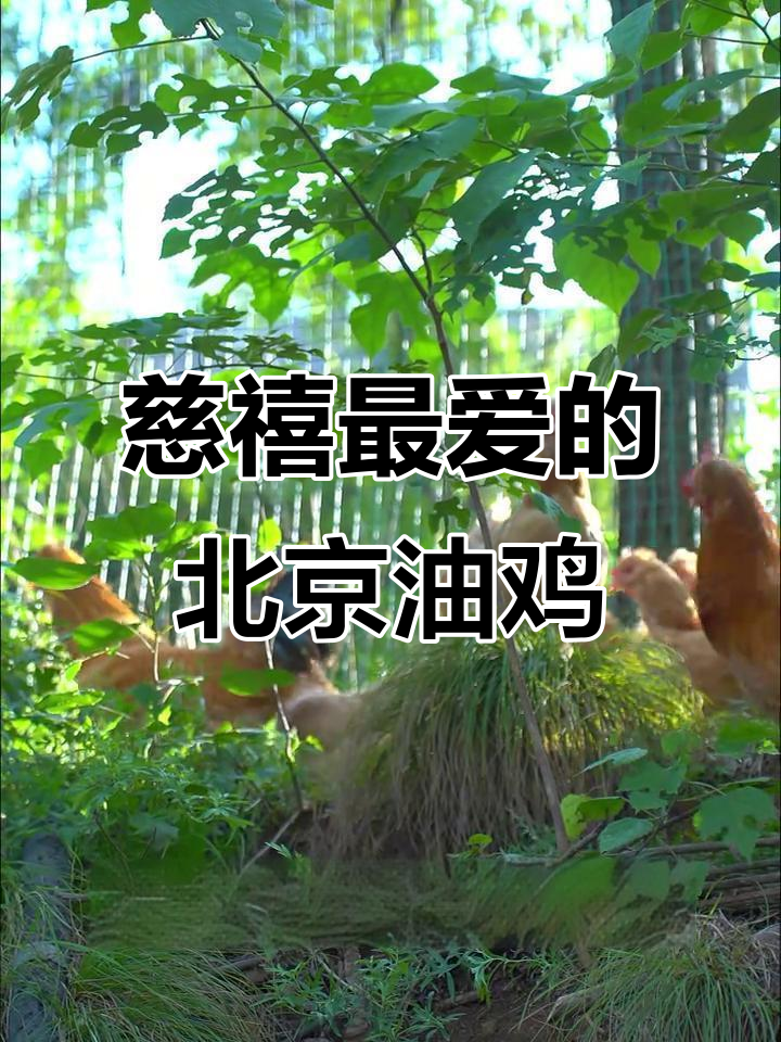 北京油鸡:宫廷贡品,五爪凤冠的独特魅力