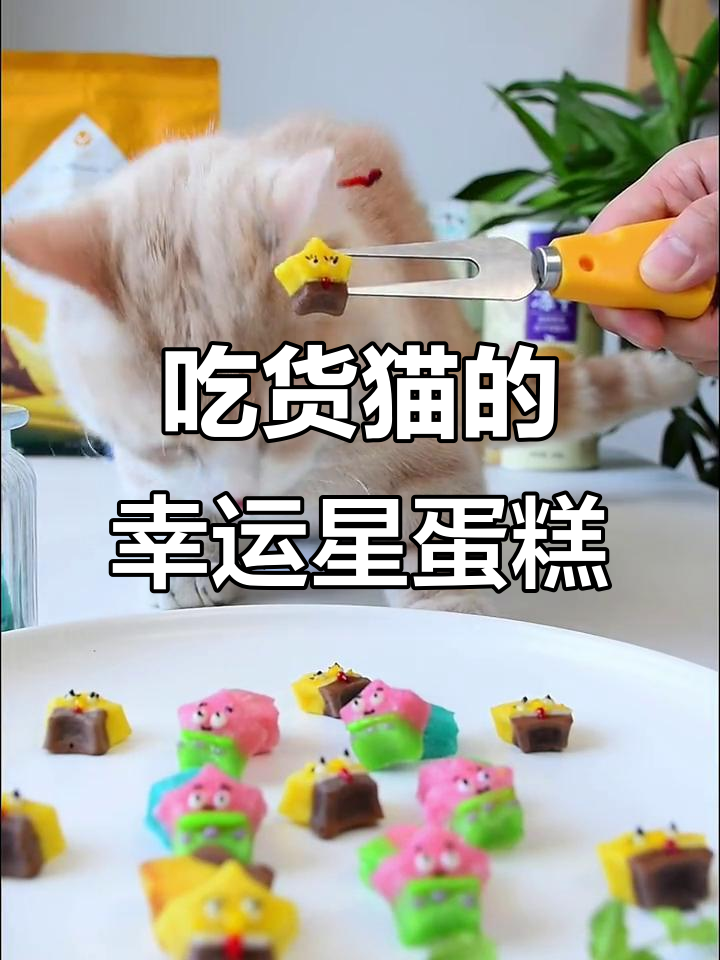 可爱幸运星蛋糕,萌宠也能吃!