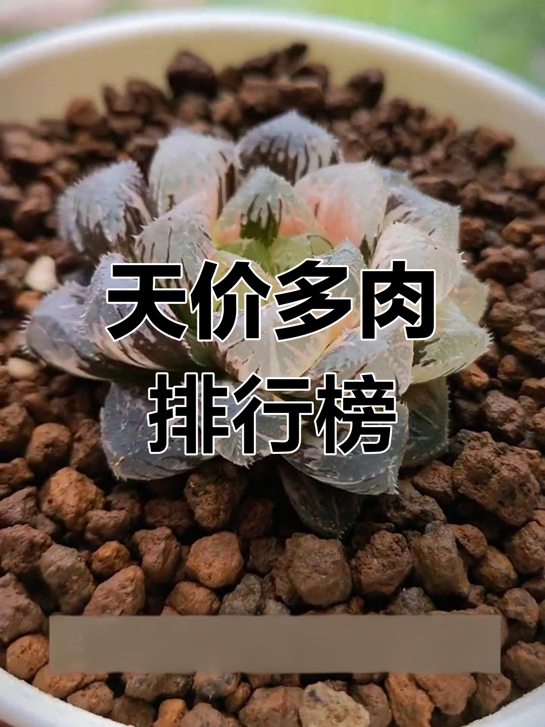 八种天价多肉植物,第一名竟值六百万