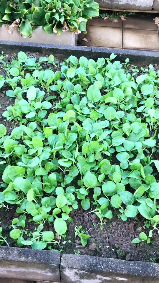 超级靓白菜仔的种植秘籍抢先看