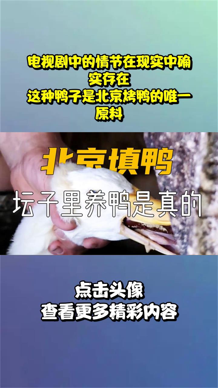 科普：电视剧中的情节在现实中确实存在！这种鸭子是北京烤鸭的唯一原料