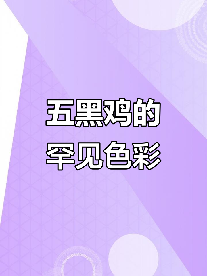 五黑鸡稀有颜色揭秘:马羽三色、全白与翻毛麒麟鸡