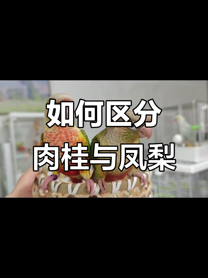 肉桂凤梨傻傻分不清？教你一招轻松辨别