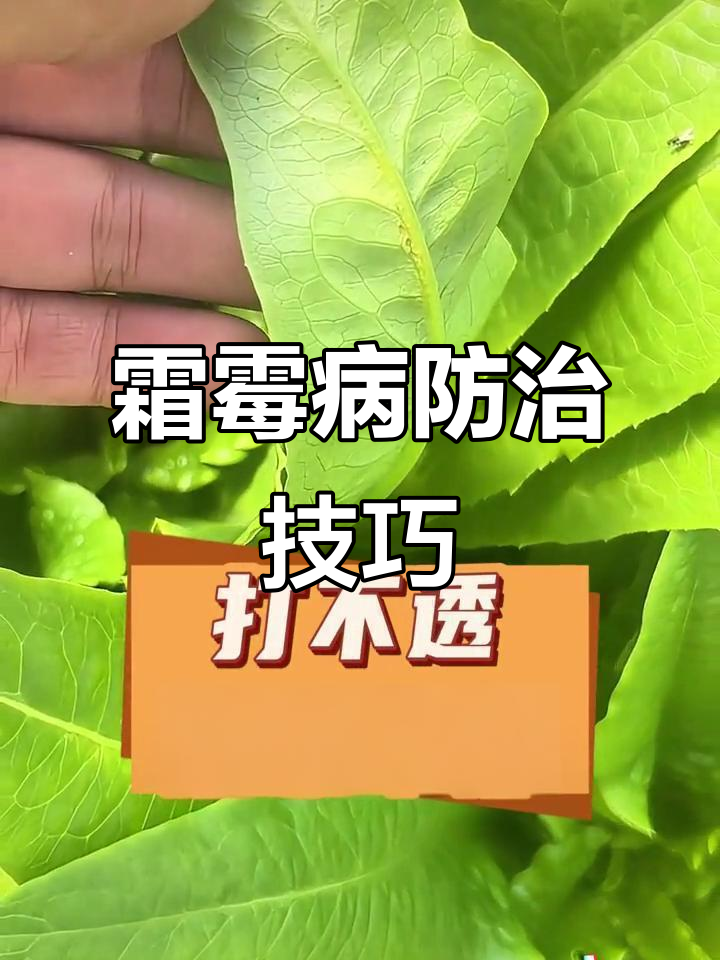 双梅病害防治:浇与打的抉择,效果大不同