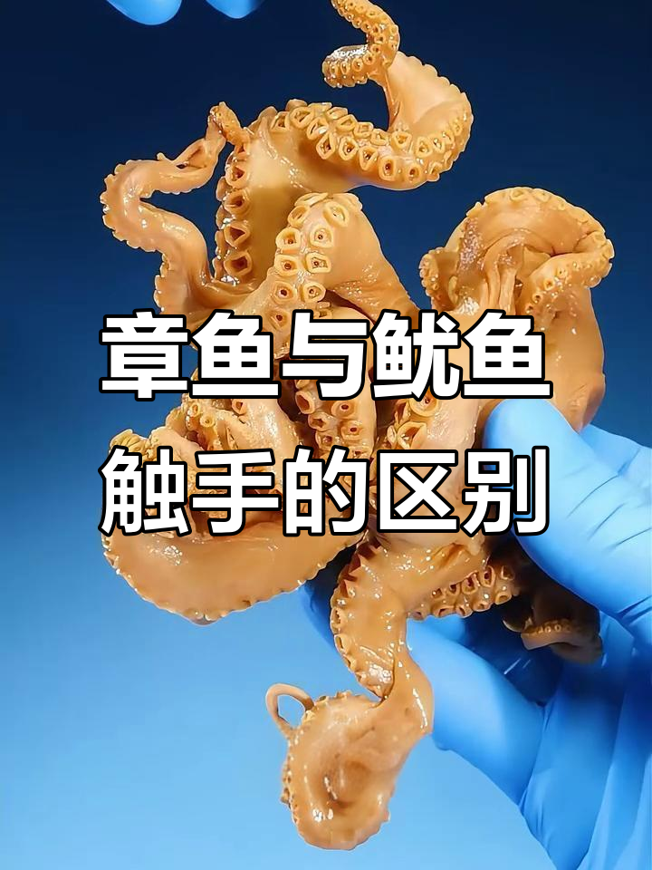 鱿鱼和章鱼的触手差异大揭秘,吸盘结构竟然不同!
