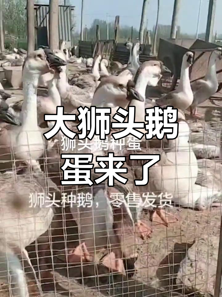 狮头鹅蛋大揭秘,二十多斤的大鹅下的蛋有多大?