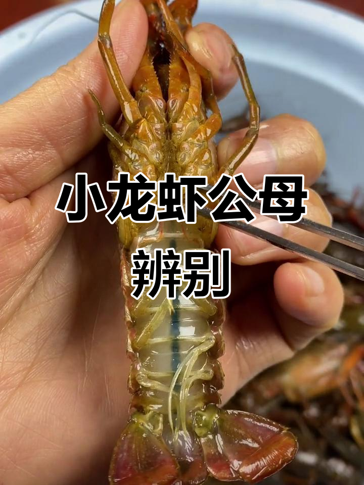 公母小龙虾怎么区分？一看就懂！