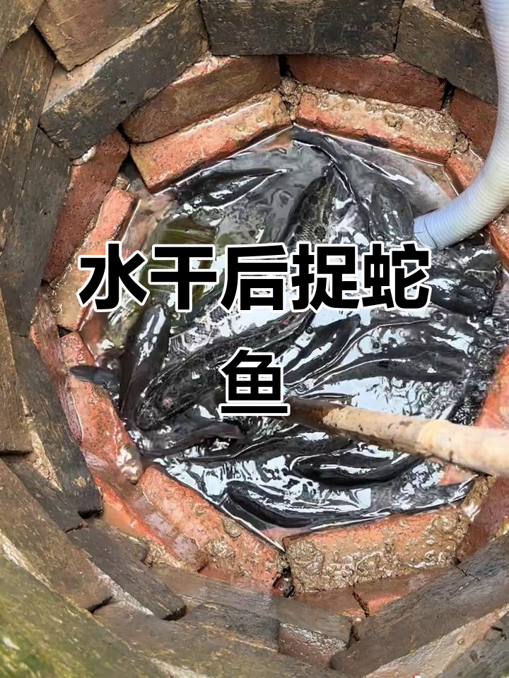 抽水抓鱼大作战,蛇鱼纹身惊现!