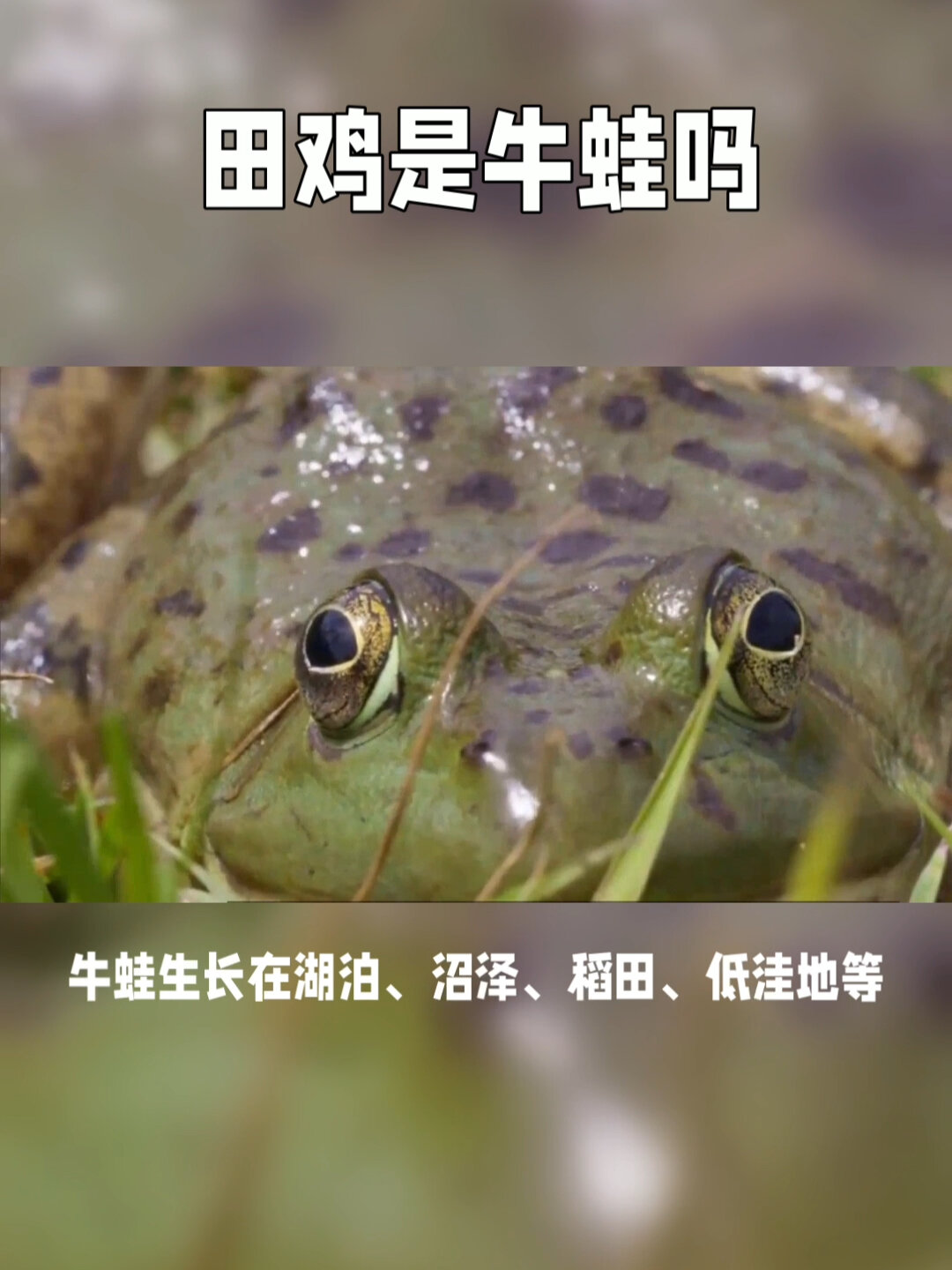 田鸡是牛蛙吗?傻傻分不清楚?