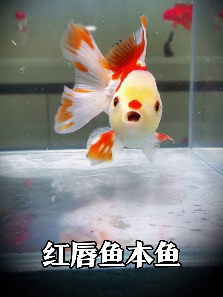 金鱼嘴巴涂了口红？红白泰狮游动萌翻了