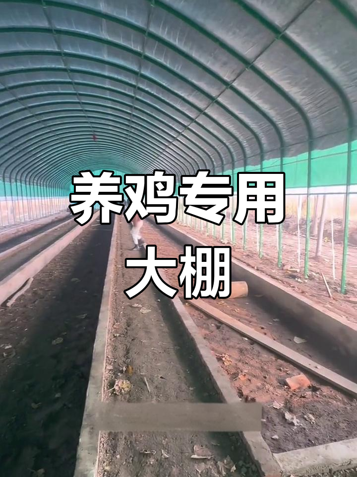 高效养鸡大棚设计,耐用20年