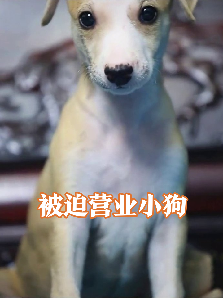 小狗误入“高档会所”,一脸懵圈被迫营业当吉祥物