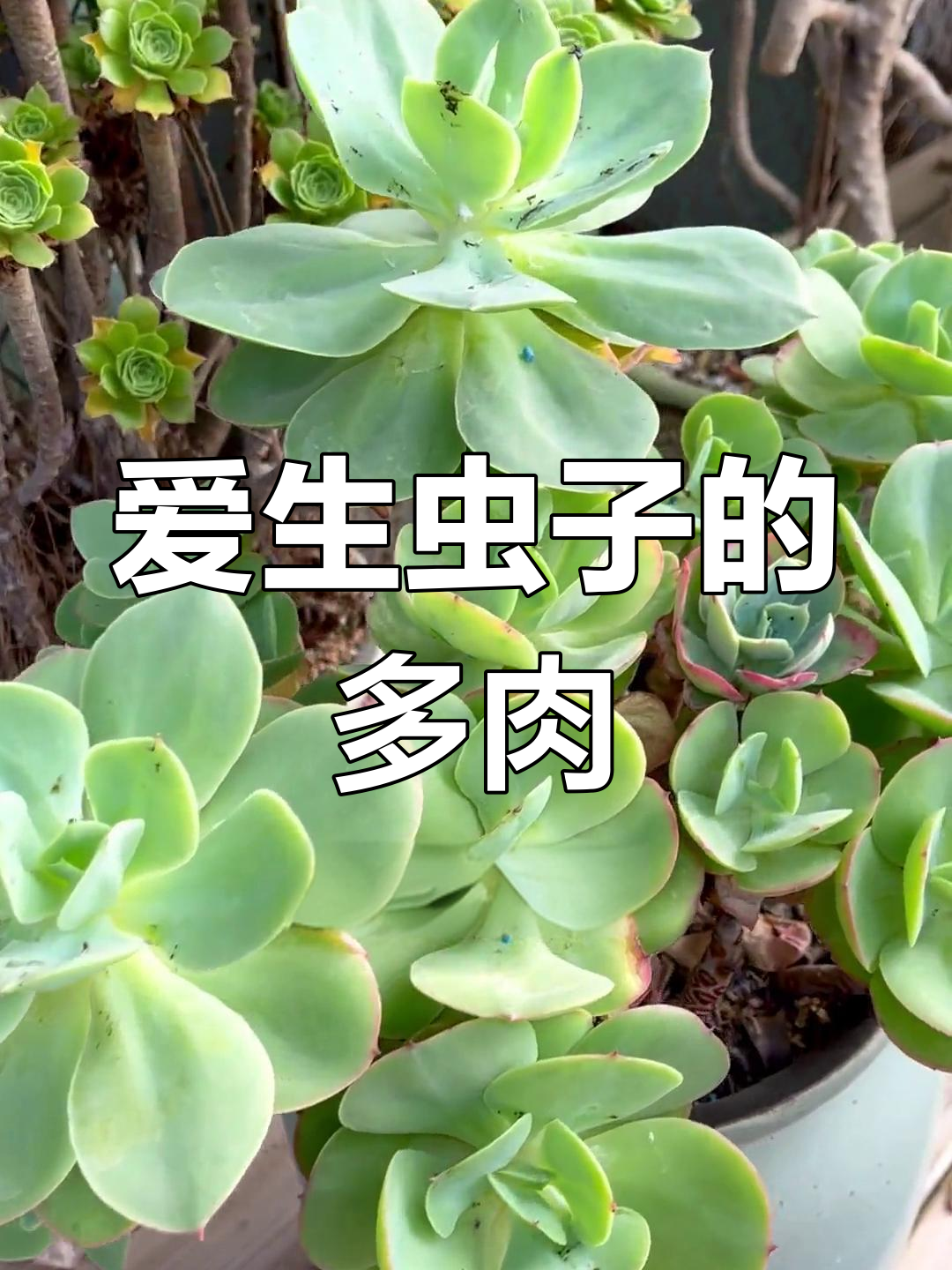 十种最容易生虫的多肉植物,看看你家有没有中招