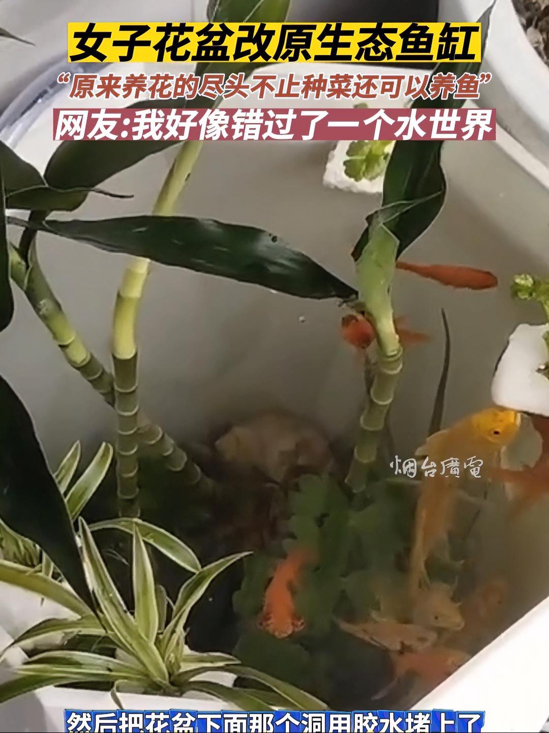 3月16日(采访时间),安徽。原来养花的尽头不止是种菜,还可以养鱼呀。废物利用 自制鱼缸 