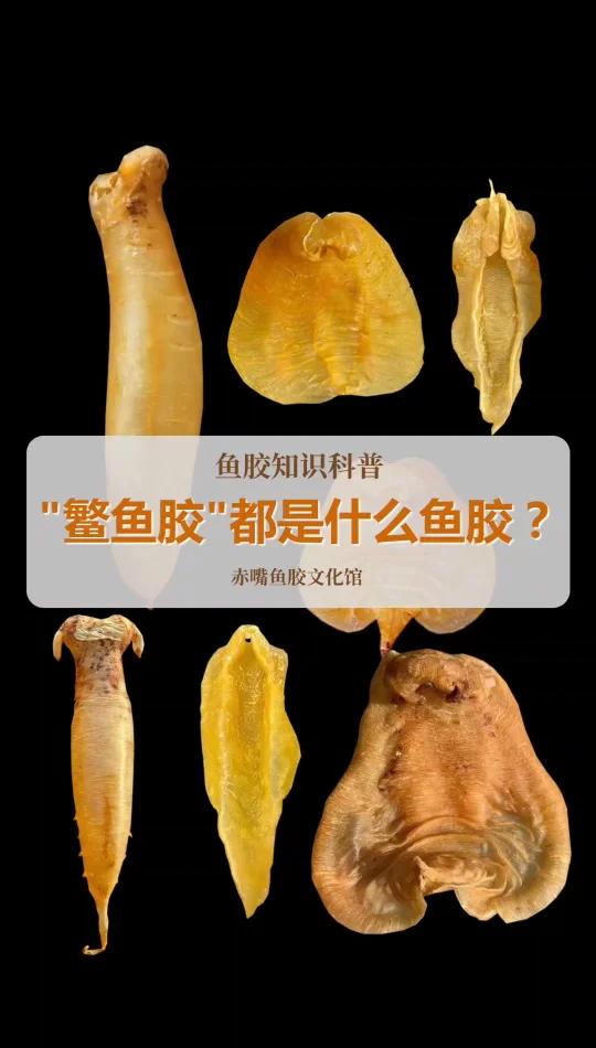 鳘鱼胶都是指什么品种?